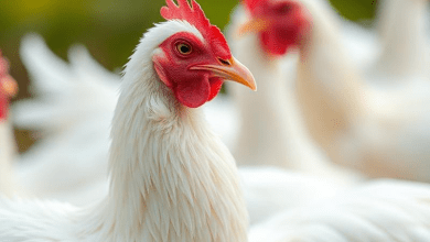 Птичий грипп H5N1 мутирует — экологические и социальные риски