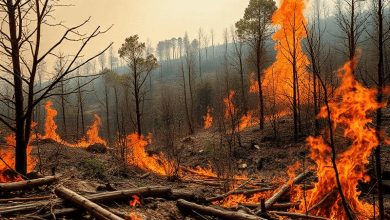Пожары в Португалии 2017 — причины и последствия