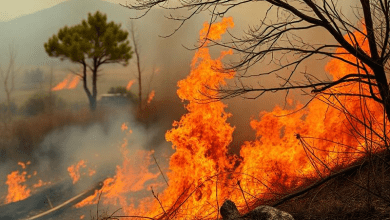 Лесные пожары охватили Грецию летом — международная реакция и санкции